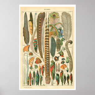 Vintages Plumes Poster
