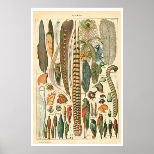 Vintages Plumes Poster (Vorne)