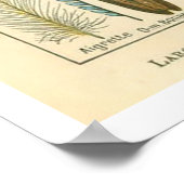 Vintages Plumes Poster (Ecke)