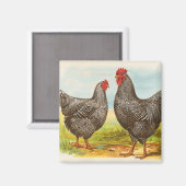 Vintages Plymouth Rock Chickens Magnet (Vorderseite/Rückseite)