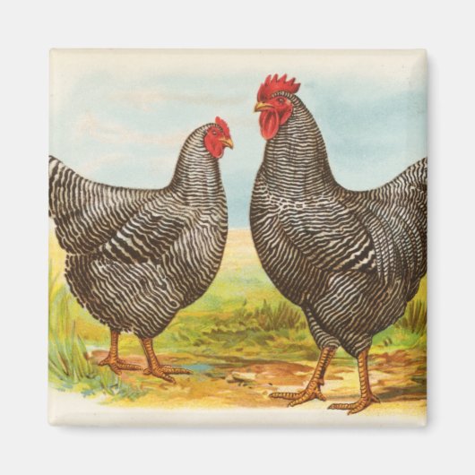 Vintages Plymouth Rock Chickens Magnet (Vorne)