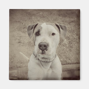 Vintages Polo Magnet