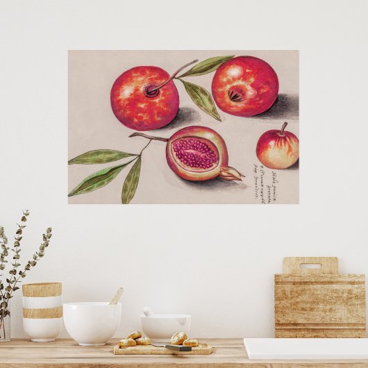 Vintages Pomegranat von Anselmus de Boodt Poster (Küche)