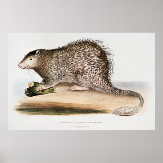 Vintages Porcupine Poster (Vorne)