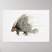 Vintages Porcupine Poster (Vorne)