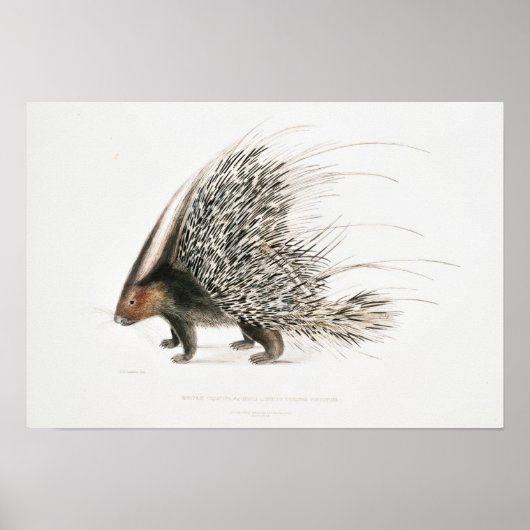 Vintages Porcupine Poster (Vorne)