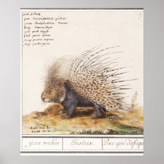 Vintages Porcupine Poster (Vorne)