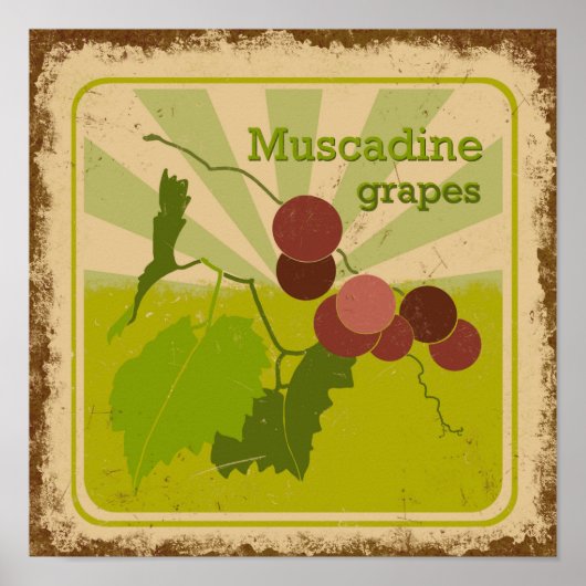 Vintages Poster Muscadine Trauben (Vorne)