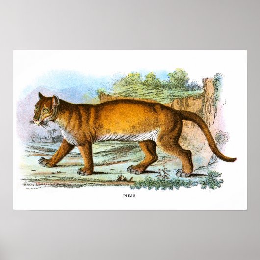 Vintages Puma Animal Illustration Poster (Vorne)