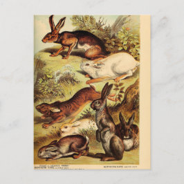 Vintages Rabbit Hare Bunny Ephemera Kunst, Dichtun Postkarte