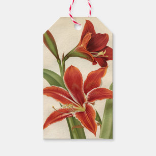 Vintages Red Amaryllis Weihnachtsgeschenk-Tag Geschenkanhänger