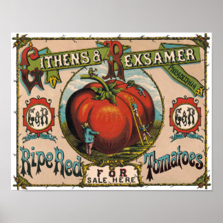 Vintages Reif-Tomaten-Poster Poster