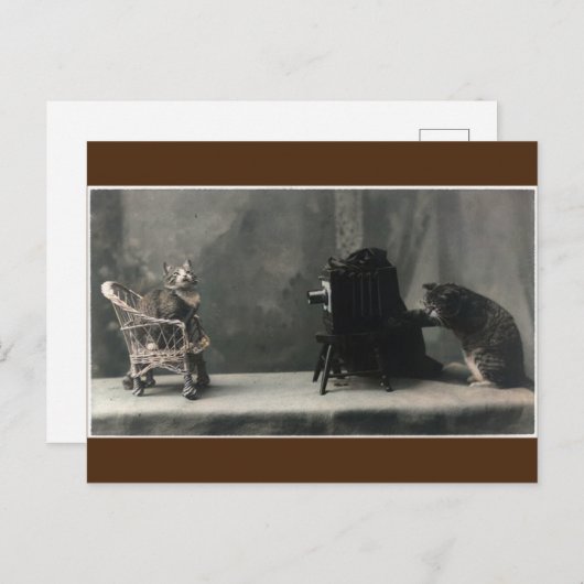  Vintages Retro-KatzenFoto Postkarte (Vorne/Hinten)