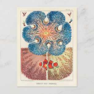 Vintages Riff Anemones Carol Fish Postkarte
