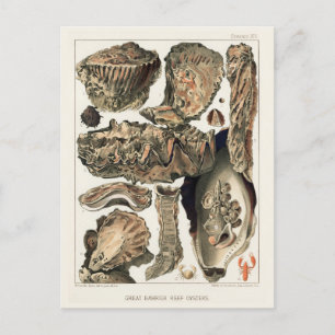 Vintages Riff der australischen Austern Postkarte
