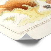 Vintages Riff der australischen Korallen Poster (Ecke)