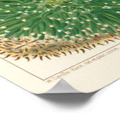 Vintages Riff der australischen Korallen Poster (Ecke)