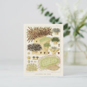 Vintages Riff der australischen Korallen Postkarte (Stehend Vorderseite)