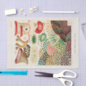 Vintages Riff der australischen Korallen Seidenpapier (Handwerk)