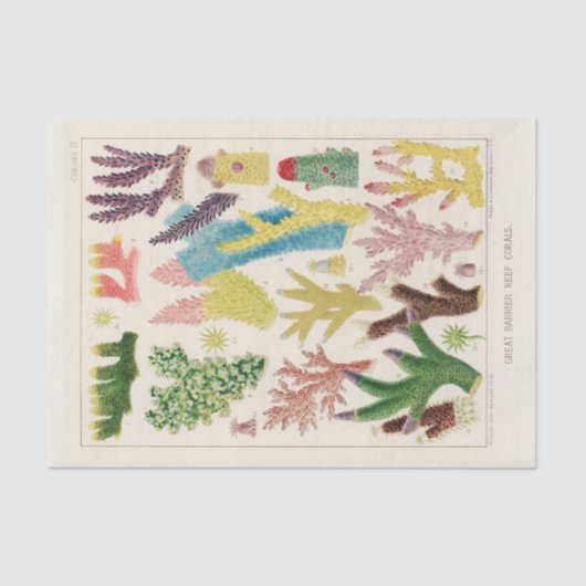 Vintages Riff der australischen Korallen Seidenpapier (Vorderseite)
