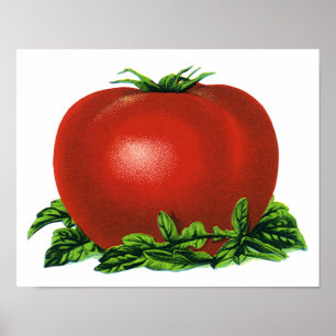 Vintages rotes Tomaten, Gemüse und Obst Poster