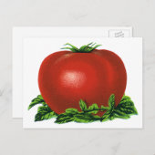 Vintages rotes Tomaten, Gemüse und Obst Postkarte (Vorne/Hinten)
