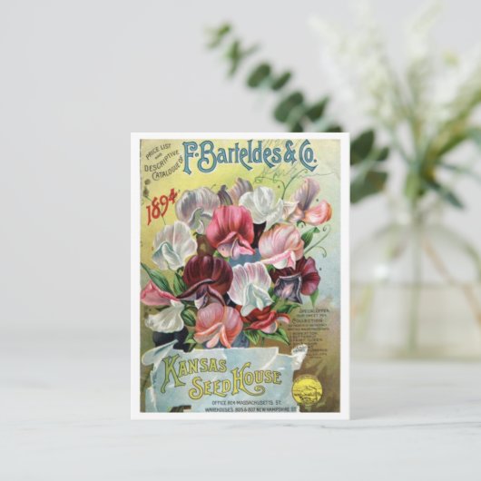 Vintages Saatgut Postkarte (Stehend Vorderseite)