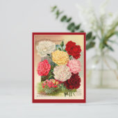 Vintages Saatgut von Nelken Postkarte (Stehend Vorderseite)