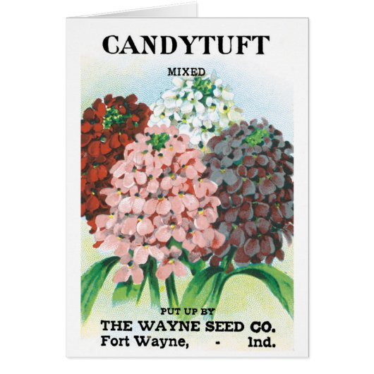 Vintages Saatgutpaket Kunst, Candytuft Garden Blum (Vorne)