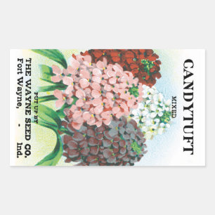 Vintages Saatgutpaket Kunst, Candytuft Garden Blum Rechteckiger Aufkleber
