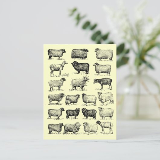 Vintages Schaf Postkarte (Stehend Vorderseite)