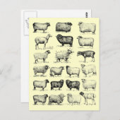 Vintages Schaf Postkarte (Vorne/Hinten)