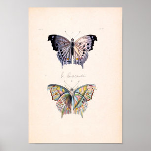 Vintages Schmetterlings-Plakat Poster