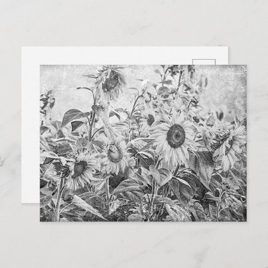 Vintages Schwarz-Weiß-Sonnenblumenfeld Postkarte (Vorne/Hinten)