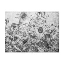 Vintages Schwarz-Weiß-Sonnenblumenfeld