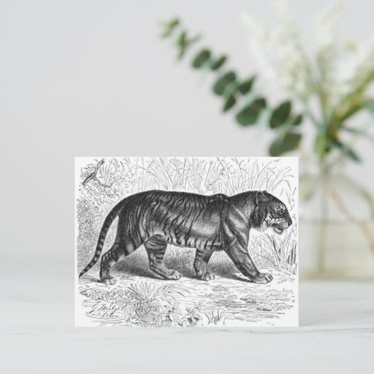 Vintages Schwarz-Weiß-Tiger Zeichnend Postkarte