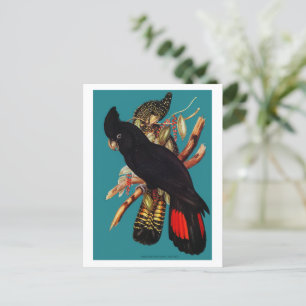 Vintages Schwarzes Cockatoo Elizabeth Gould Pos Postkarte
