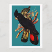 Vintages Schwarzes Cockatoo | Elizabeth Gould Pos Postkarte (Vorderseite)