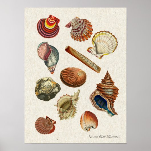 Vintages Seashells-Poster mit hoher Auflösung Poster (Vorne)