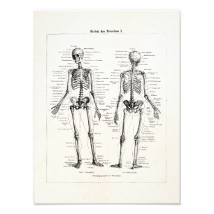 Vintages Skelett menschliche Anatomie Knochenknoch Fotodruck