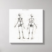 Vintages Skelett menschliche Anatomie Knochenknoch Leinwanddruck (Vorderseite)