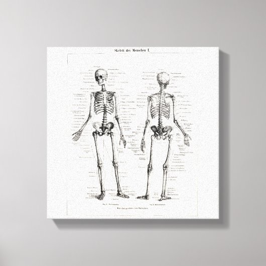Vintages Skelett menschliche Anatomie Knochenknoch Leinwanddruck (Vorderseite)