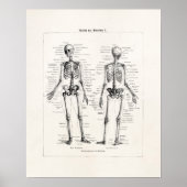 Vintages Skelett menschliche Anatomie Knochenknoch Poster (Vorne)