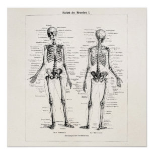 Vintages Skelett menschliche Anatomie Knochenknoch Poster