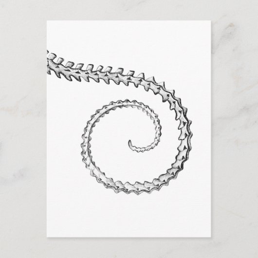 Vintages Skelett Postkarte (Vorderseite)