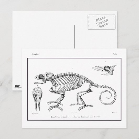 Vintages Skelett Postkarte (Vorne/Hinten)