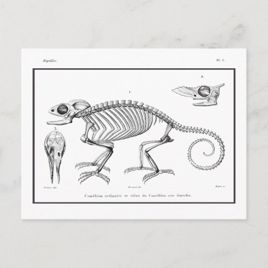 Vintages Skelett Postkarte (Vorderseite)