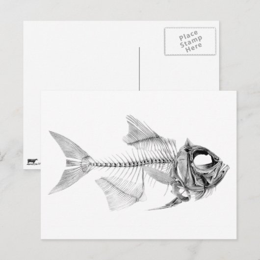 Vintages Skelett Postkarte (Vorne/Hinten)