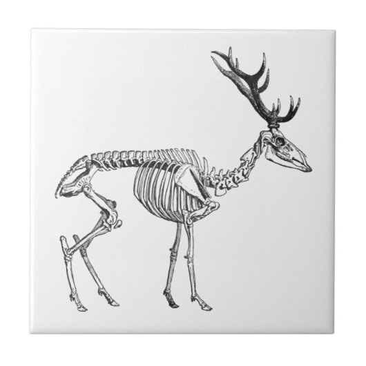 Vintages Skelett zeichnend Rentiere Fliese (Vorderseite)