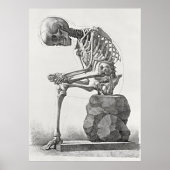 Vintages Skelettanatomie-Poster Poster (Vorne)